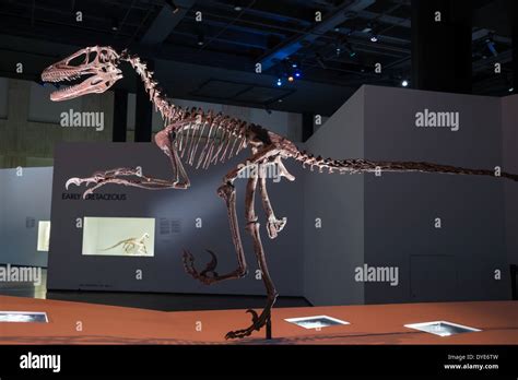 Fossil skeleton of a Deinonychus. Cretaceous age Stock Photo - Alamy