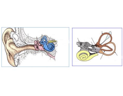 Ear Anatomy Quiz