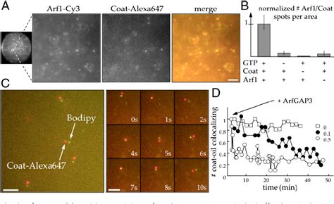 [PDF] COPI buds 60-nm lipid droplets from reconstituted water–phospholipid–triacylglyceride ...