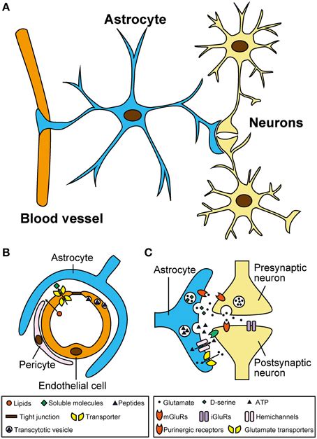 Frontiers | Gliotransmitter release from astrocytes: functional ...