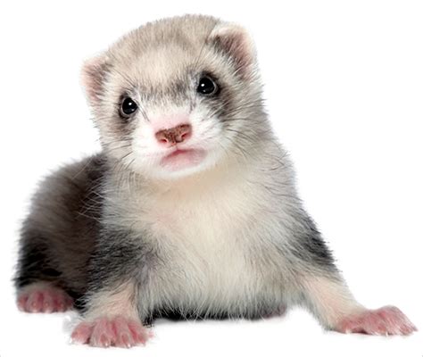 Ferret Ecology Problem Studies for One Unit | Royal Fireworks Press