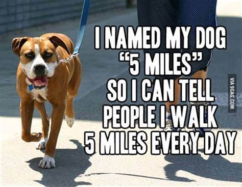 I walk 5 miles everyday | Funny quotes, Hilarious, Humor