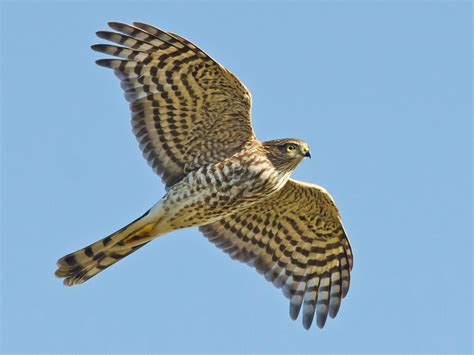 Sharp Shinned Hawk - Call | Size | Juvenile | Diet | Facts | Range - BirdBaron