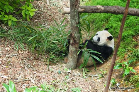 Giant Pandas @ Singapore Zoo : Kai Kai and Jia Jia - TheWackyDuo.com ...