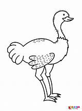 Emu Coloring Pages Printable For Free Download sketch template