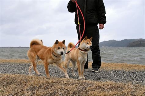 The Complete Guide To The Shiba Inu: Selecting, Preparing For, Training ...