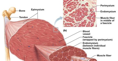 Muscle tissue - Medically