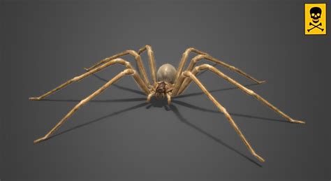 Chilean recluse spider - 3D scene - Mozaik Digital Education and Learning