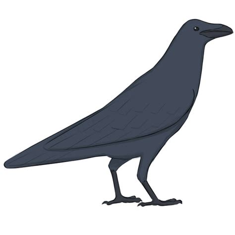 How to Draw a Raven - Easy Drawing Art