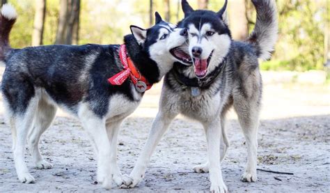 Husky Growth Chart (Weight & Size) | When Do Huskies Stop Growing