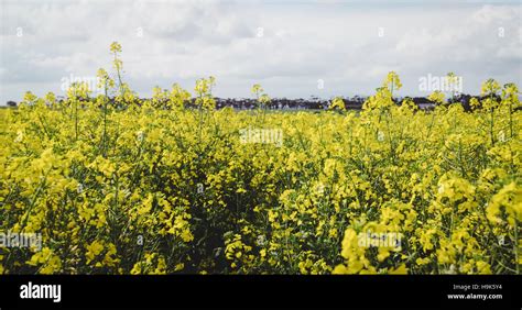 View of mustard field Stock Photo - Alamy