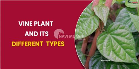 Vine plant and its different types