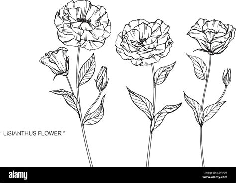 Lisianthus flower drawing illustration. Black and white with line art ...