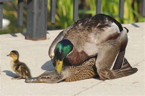 How Do Ducks Mate? The Quacking Romance! - Animal Hype