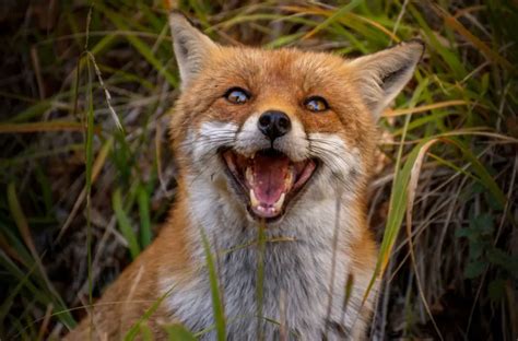 Are Foxes Dangerous (To Pets And Humans): Ultimate Guide - All Things Foxes