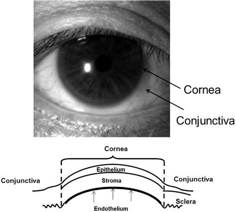 JFB | Free Full-Text | Tissue Engineering of Corneal Endothelium