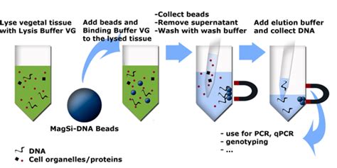 Magnetic DNA Extraction from Plant Tissue: MagSi-DNA Vegetal -- MoBiTec ...