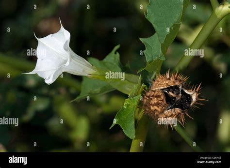 Thorn Apple (Datura stramonium). Twig with flower and ripe, open fruit releasing seeds Stock ...