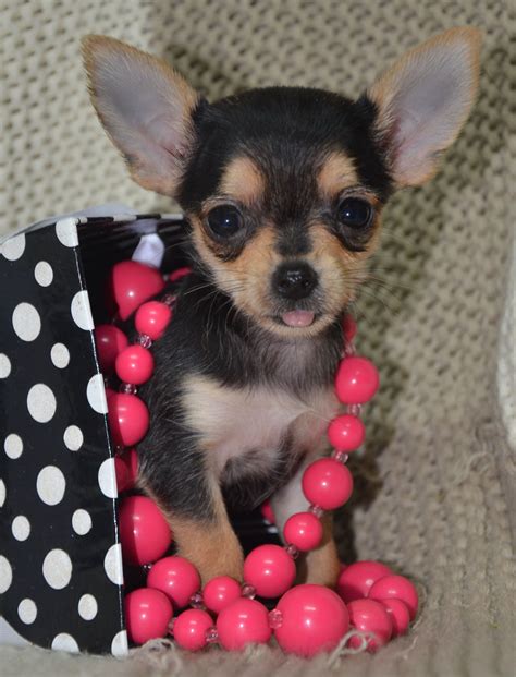 23+ Teacup Chihuahua Yorkie Mix Puppies For Sale - l2sanpiero