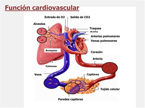 PPT - APARATO CARDIOVASCULAR PowerPoint Presentation, free download - ID:5331221