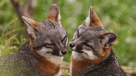 The Island Fox is One of California's Greatest Wildlife Conservation ...