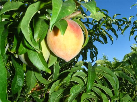 Xtremehorticulture of the Desert: Elberta Peach Fruit Problems is in Management