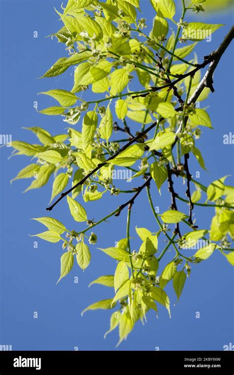 Leaves, Branch, Common Hackberry, Celtis occidentalis Stock Photo - Alamy