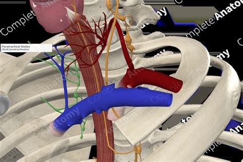 Paratracheal Nodes | Complete Anatomy