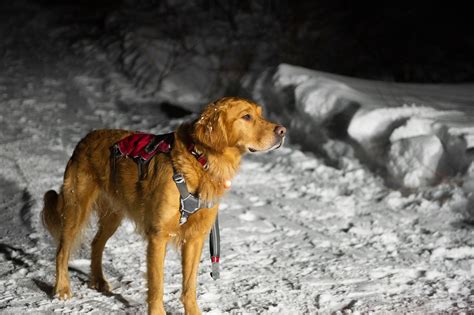 Avalanche rescue dog school in Utah prepares pups to save lives