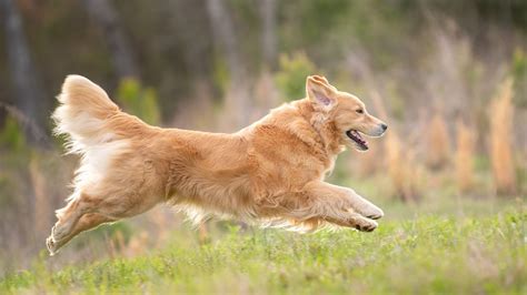 Photographing Dogs that can JUMP! — BARKography