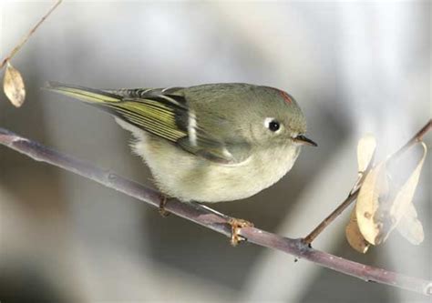 Ruby-crowned Kinglet