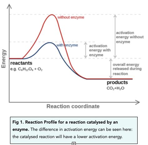 Catalysts (GCSE Chemistry) - Study Mind