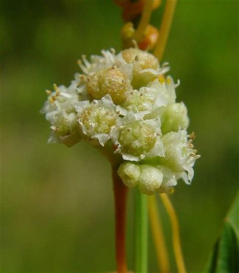 Cuscuta page