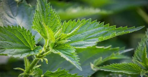 Stinging Nettle (Kandali)- Uses, Benefits, and Side Effects