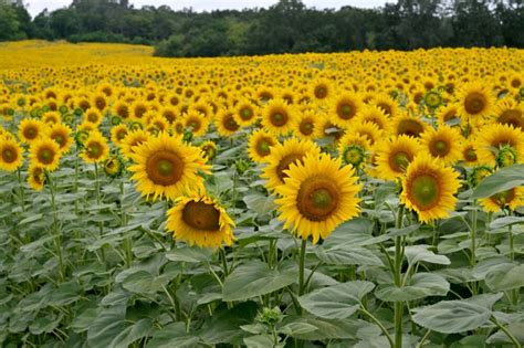 'Just can't sell': Ukraine harvests sunflowers as war blocks ports ...