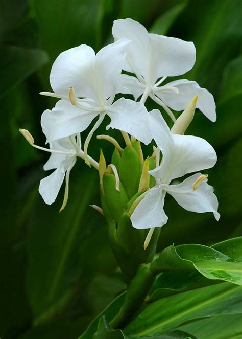 Butterfly Ginger - Cuba's National Flower Mariposa - Flor Nacional de ...