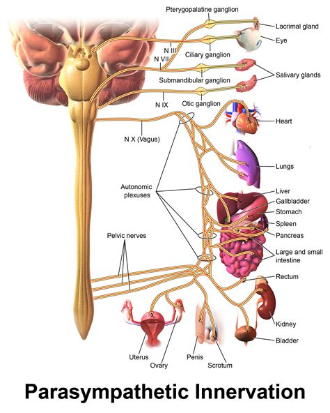 DIVISIONS OF THE NERVOUS SYSTEM