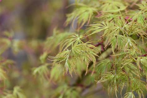 Acer palmatum 'Seiryu' (Laceleaf Japanese Maple)