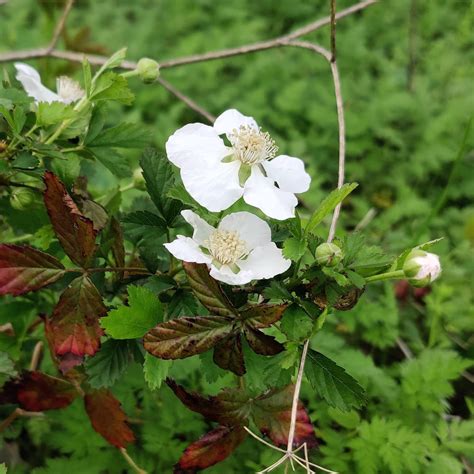 Poison Oak Blooming | Poison oak, Flowers today, Bloom