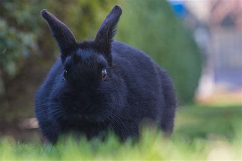 An Overview of Rabbit Fur Colors and Patterns