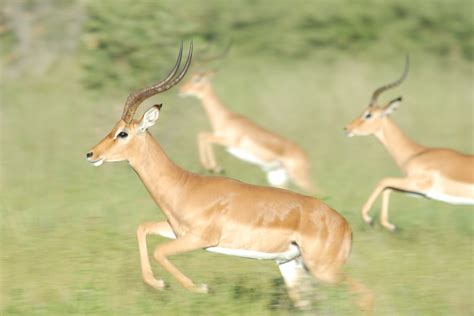 Gazelle,race,horn,animals,wild - free image from needpix.com