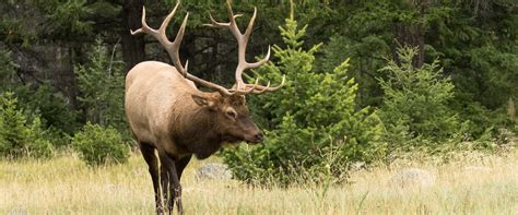 Banff Evening Wildlife Tour | Discover Banff Tours