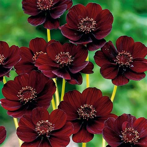 Rare Chocolate Cosmos Flower bonsais Blooms all summer long and has rich scent like chocolate ...