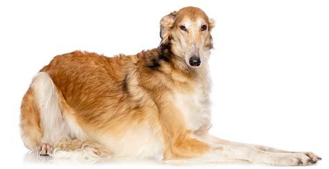 Borzoi Dog Breed Guide (Lifespan, Size & Characteristics)