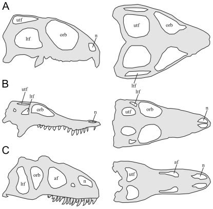 Simplified schematic lateral and dorsal skull views of A. Sphenodon ...