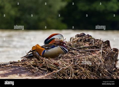 Side view of a exotic mandarin duck. Mandarin duck symbolize good faith ...