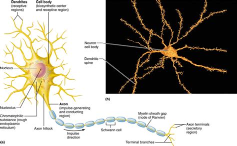 Motor Neurons Diagram