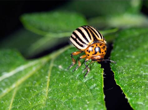 Six Steps to Preventing and Controlling Potato Beetle