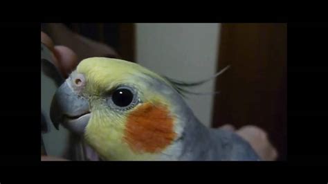 Talking Cockatiel (Bobby) - YouTube