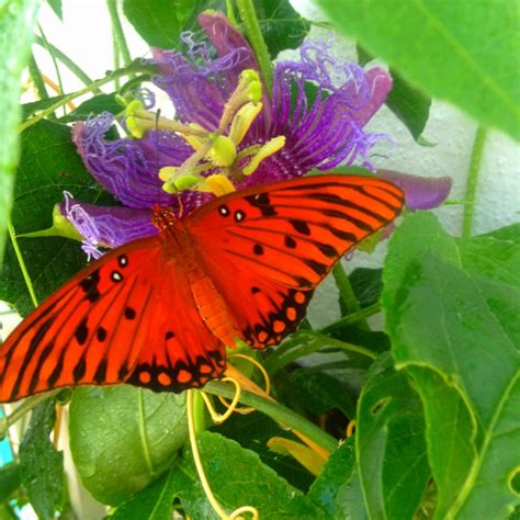 Passion butterfly on passion flower | Passion flower, Flowers, Butterfly photos